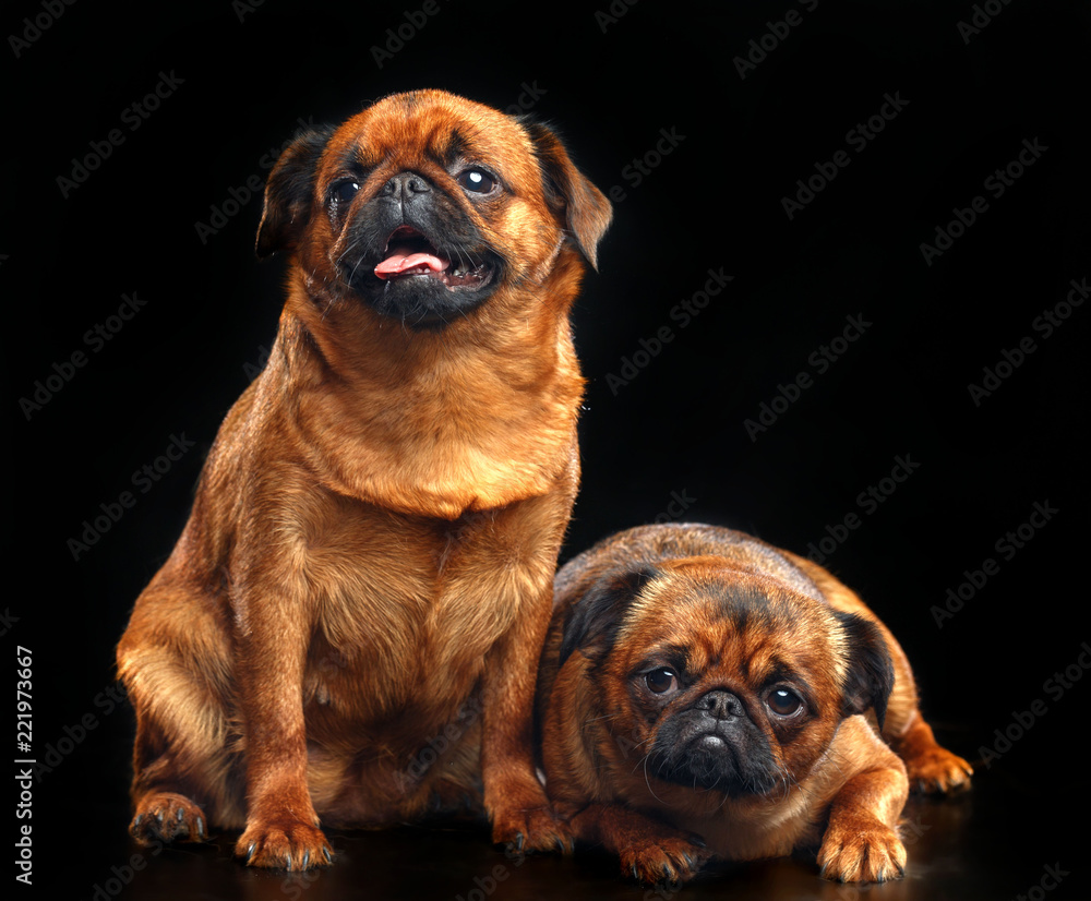 Obraz premium Belgian Griffon, Brussels Griffon dog on Isolated Black Background in studio