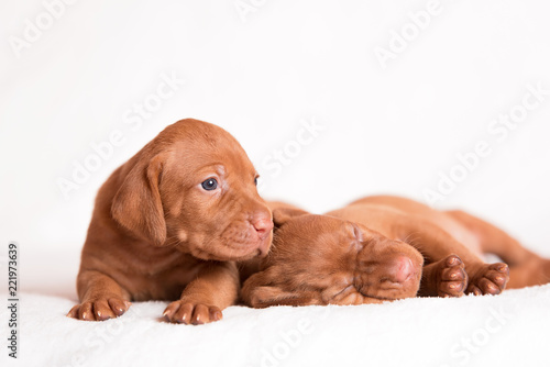 Hungarian Vizsla dogs on the white background