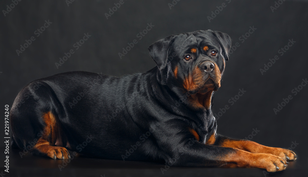 Rottweiler Dog Isolated on Black Background in studio Rottweiler Dog Isolated on Black Background in studio