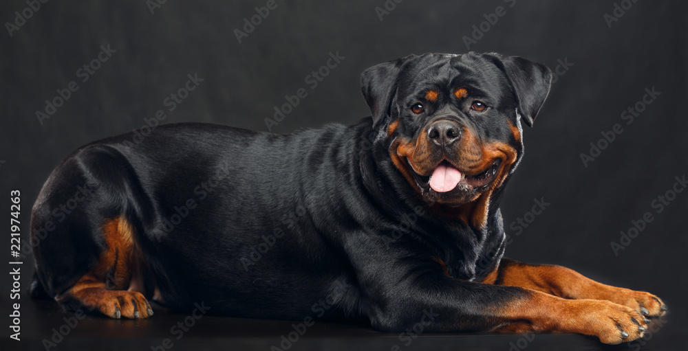 Rottweiler Dog Isolated on Black Background in studio Rottweiler Dog Isolated on Black Background in studio