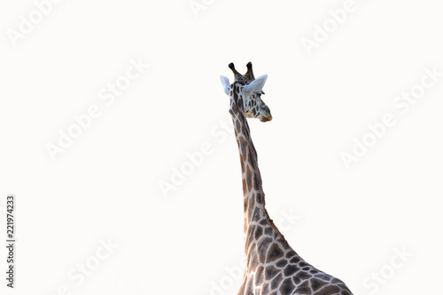 freigestellte Giraffe bzw Giraffenhals photo