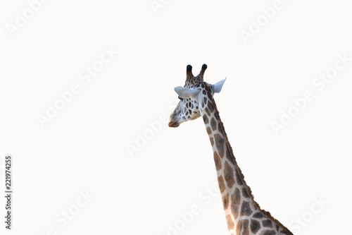 freigestellte Giraffe bzw Giraffenhals