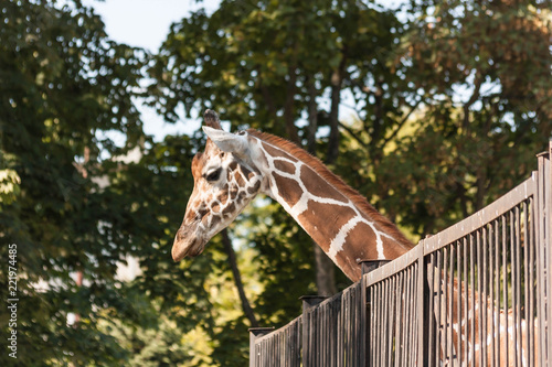 Photography giraffe at the zoo