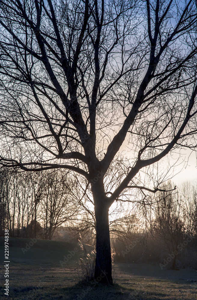 branches on winter sunset