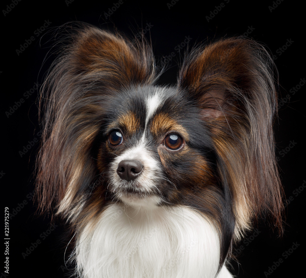 Continental toy spaniel, papillon Dog Isolated on Black Background in studio Continental toy spaniel, papillon Dog Isolated on Black Background in studio