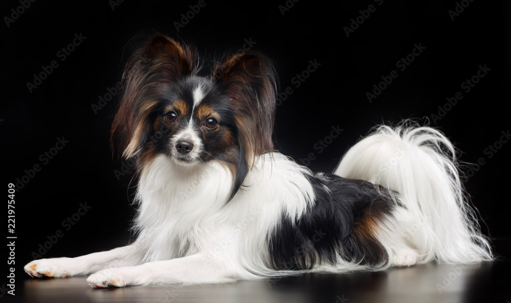Continental toy spaniel, papillon Dog Isolated on Black Background in studio Continental toy spaniel, papillon Dog Isolated on Black Background in studio
