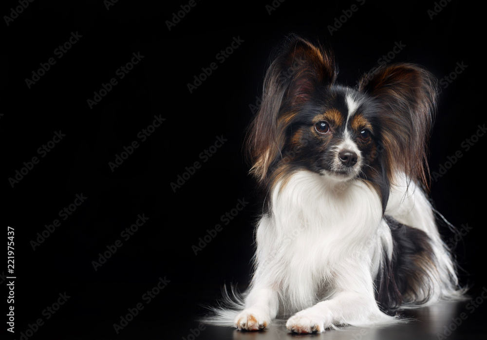 Continental toy spaniel, papillon Dog Isolated on Black Background in studio Continental toy spaniel, papillon Dog Isolated on Black Background in studio