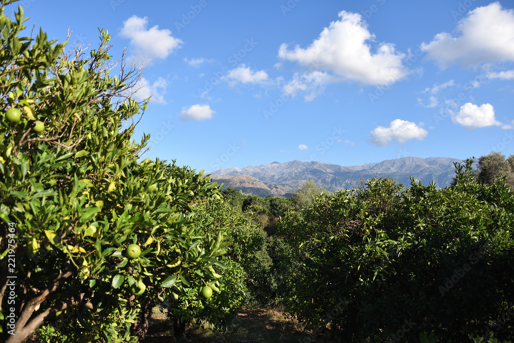 trees and blue sky in mountain landscape, Crete, Greece