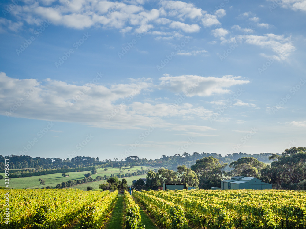 Beautiful view of the vineyards on a wine tour of the Mornington Peninsula, Australia