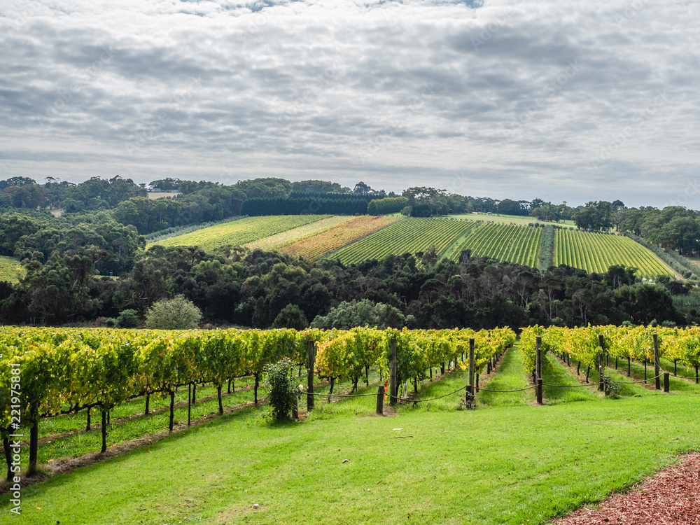 Beautiful view of the vineyards on a wine tour of the Mornington Peninsula, Australia