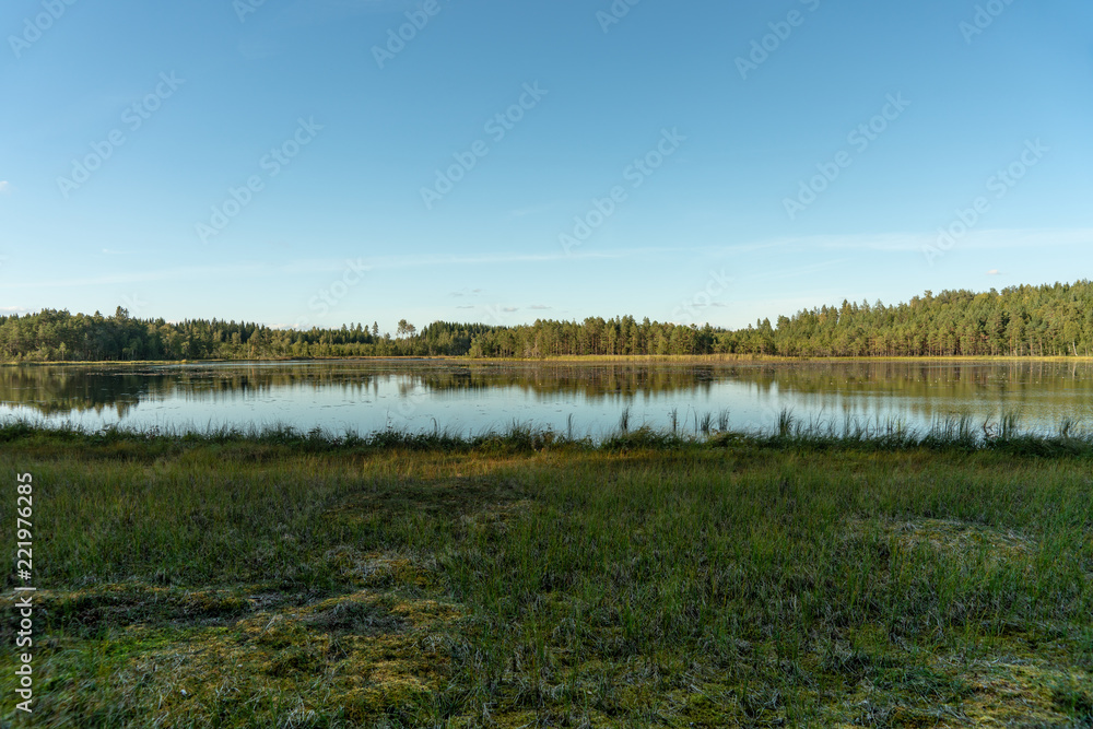 Small lake or tarn in Sweden full of white water lilys Small lake or tarn in Sweden full of white water lilys