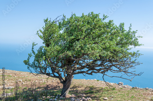 Wallpaper Mural old pear tree on the mountain Ilyas-Kaya Torontodigital.ca
