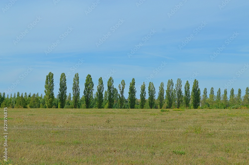 tree avenue, green area with a straight row of trees