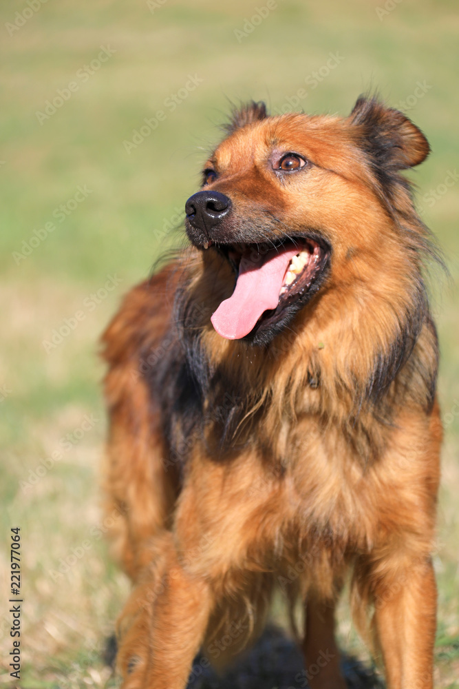 perro con la lengua afuera pastor país vasco 4M0A2357-f18 foto de Stock |  Adobe Stock