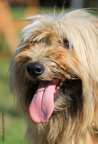 perro con la lengua afuera pastor país vasco 4M0A2334-f18 photo
