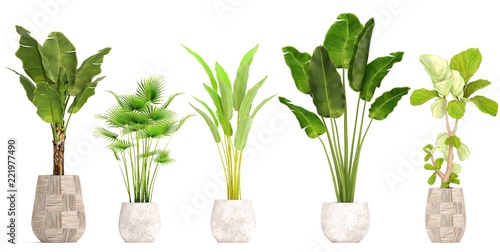 collection of ornamental plants in pots	