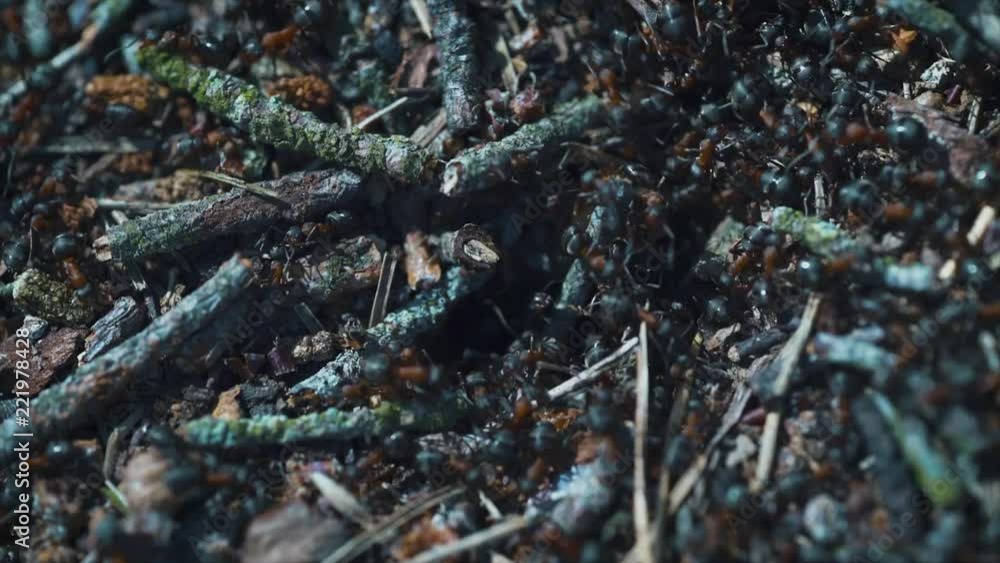 Wildlife, view of life of ants, anthill close-up, timelapse. Wildlife, view of life of ants, anthill close-up, timelapse.