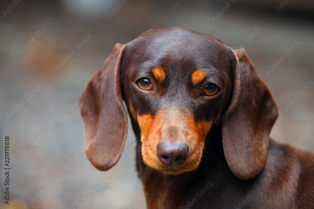 Dachshund Dog autumn Garden