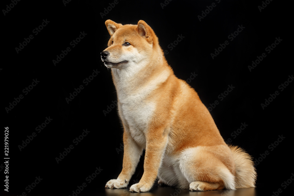 Shiba inu Dog  Isolated  on Black Background in studio