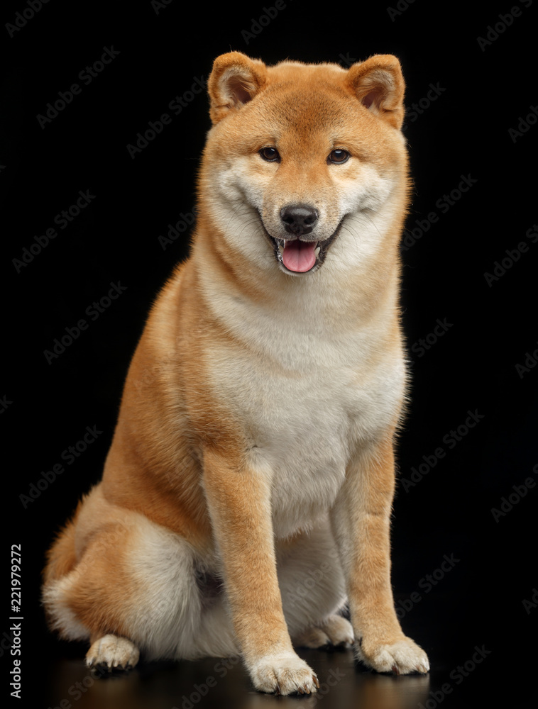 Shiba inu Dog Isolated on Black Background in studio Shiba inu Dog Isolated on Black Background in studio