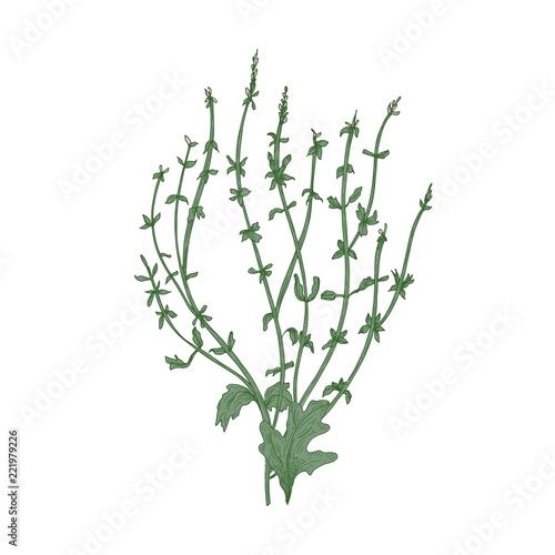 Inebriating mint or intoxicating hare's lip flowers isolated on white backgro...