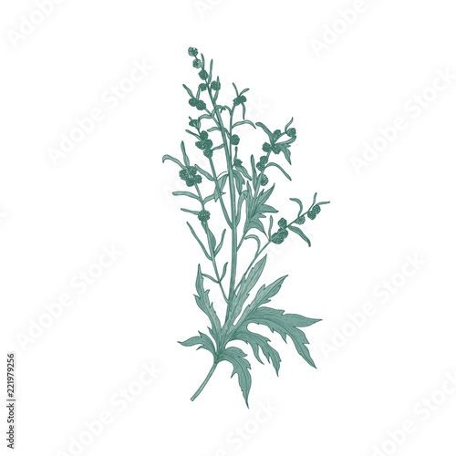 Sagebrush flower isolated on white background. Detailed natural drawing of bl...