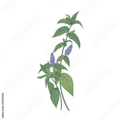 Peppermint isolated on white background. Elegant drawing of cultivated herbac...