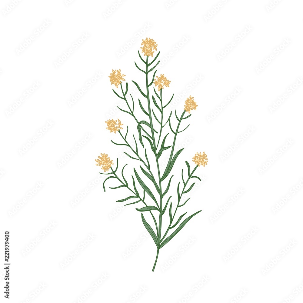 Wallflower isolated on white background. Realistic botanical drawing of beautiful tender flower, flowering herb or herbaceous perennial plant. Elegant hand drawn vector illustration in antique style.