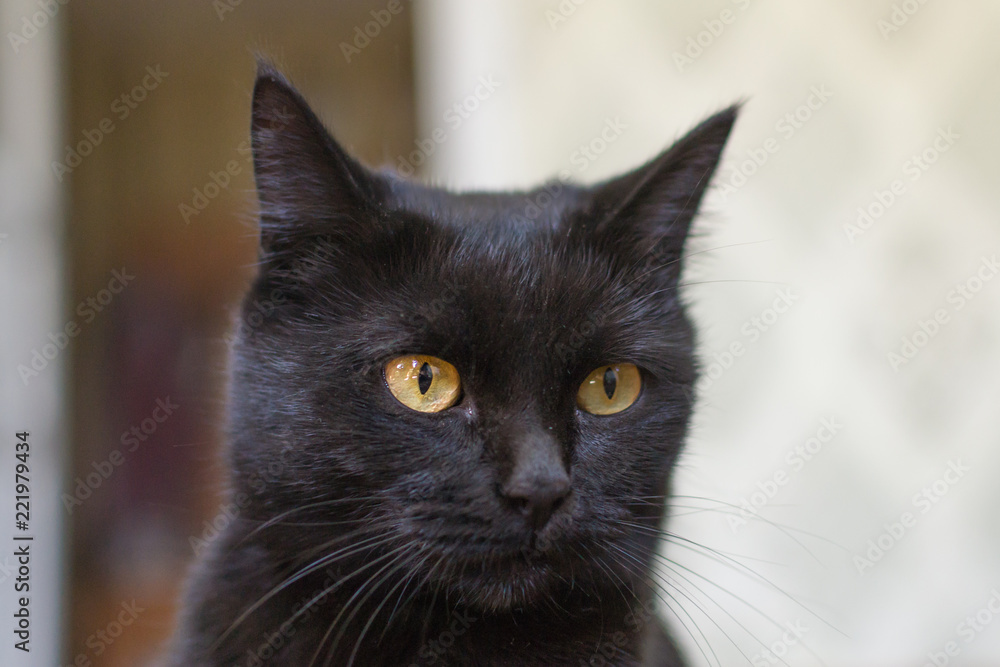 portrait of black cat portrait of black cat