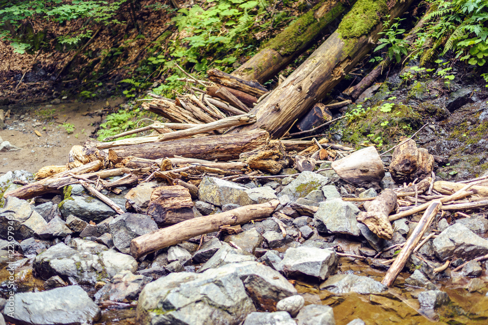 Green forest of Fagaras Mountains Green forest of Fagaras Mountains