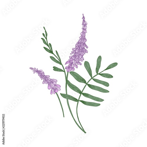 Liquorice flowers isolated on white background. Realistic drawing of aromatic...