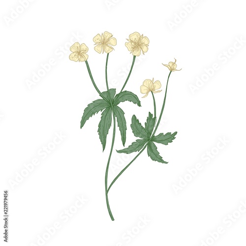 Tender tormentil or septfoil flowers isolated on white background. Elegant drawing of flowering herb or wildflower. Floral decorative design element. Realistic hand drawn vector illustration.