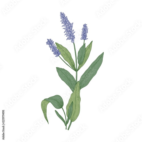 Salvia flowers or sage inflorescences isolated on white background. Gorgeous ...