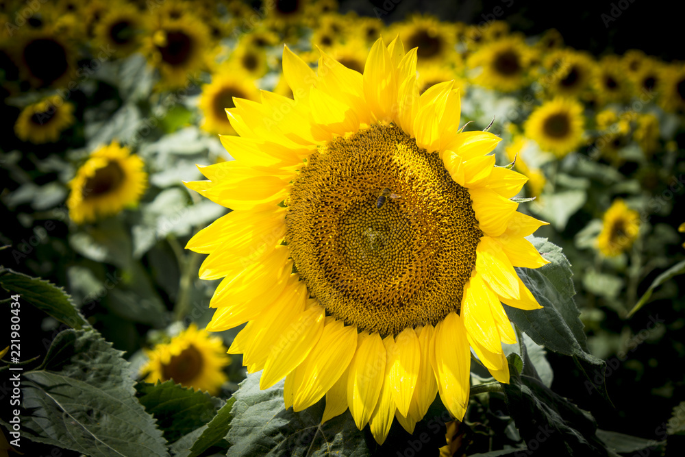 Obraz premium Girasol con abeja 