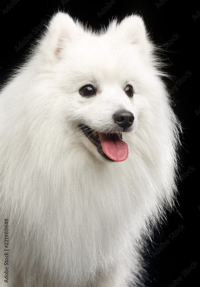 Japanese Spitz dog on Isolated Black Background in studio Japanese Spitz dog on Isolated Black Background in studio