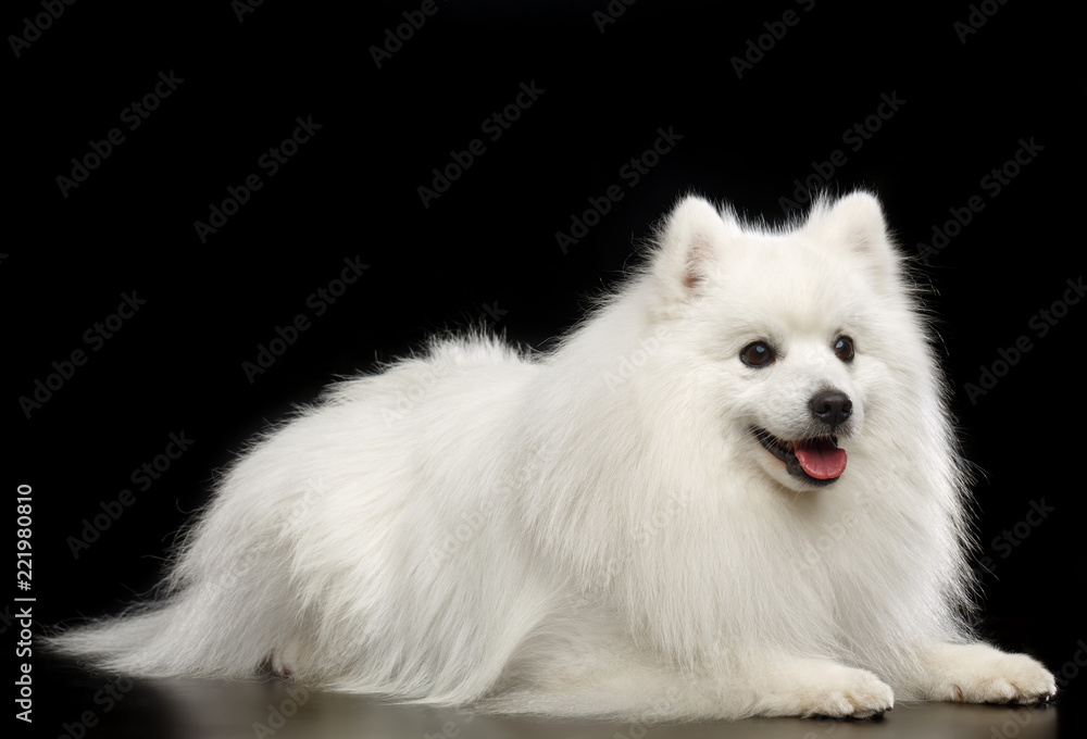 Japanese Spitz dog on Isolated Black Background in studio Japanese Spitz dog on Isolated Black Background in studio