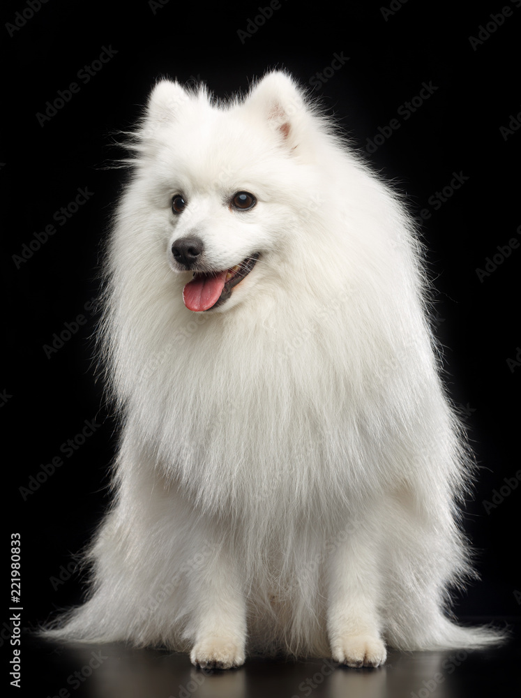 Japanese Spitz dog on Isolated Black Background in studio Japanese Spitz dog on Isolated Black Background in studio
