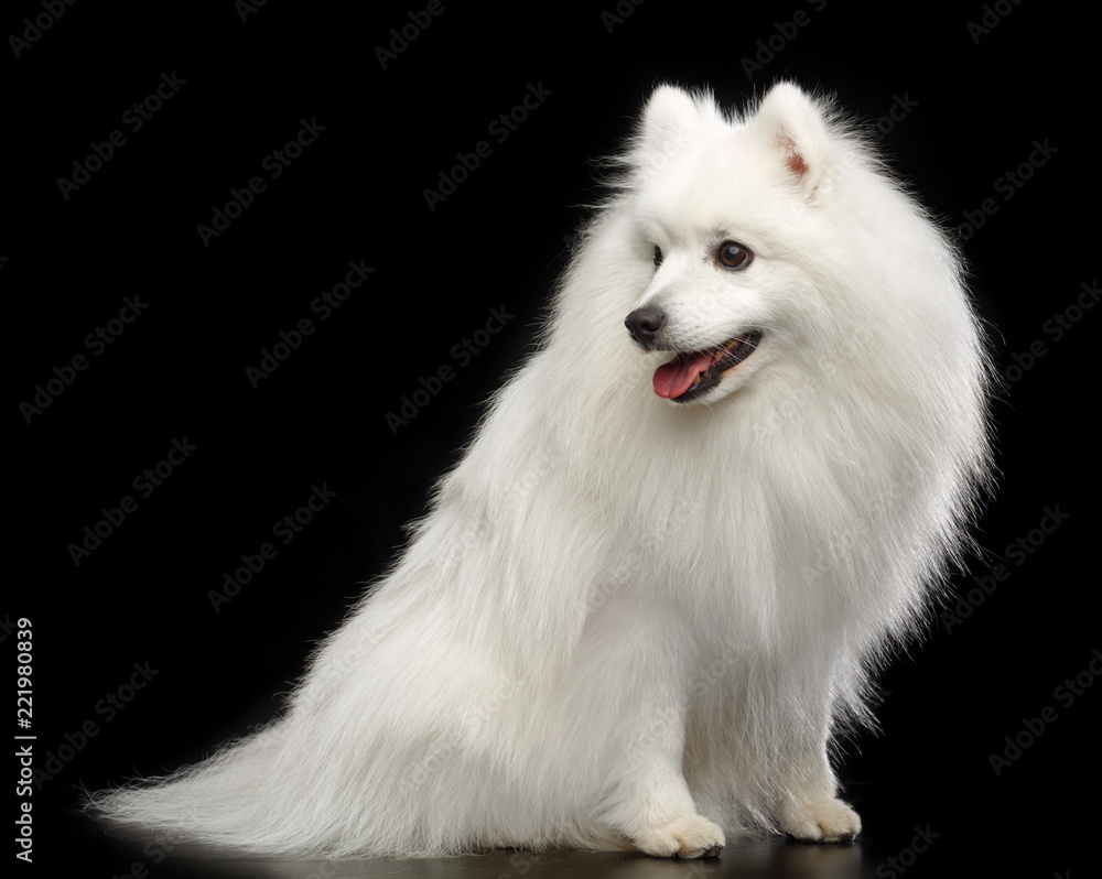 Japanese Spitz dog on Isolated Black Background in studio Japanese Spitz dog on Isolated Black Background in studio