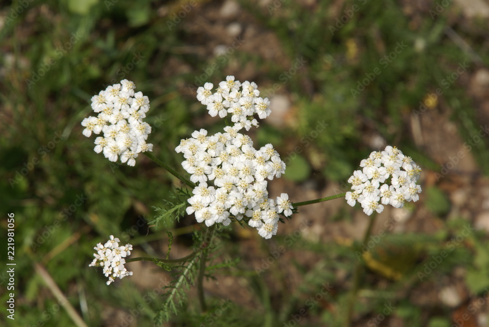 Schafgarbe Achillea millefolium 01 Schafgarbe Achillea millefolium 01