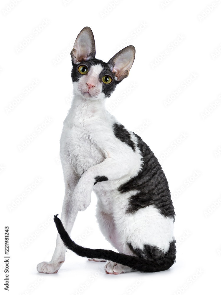 Obraz premium Amazing black bicolor Cornish Rex cat kitten girl sitting side ways with tail beside body and one front paw lifted, looking curious at camera isolated on a white background