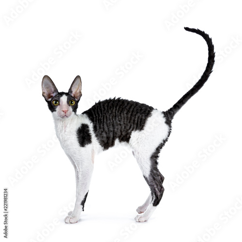 Amazing black bicolor Cornish Rex cat kitten girl standing side ways with tail fierce in air, looking curious straight at camera isolated on a white background
