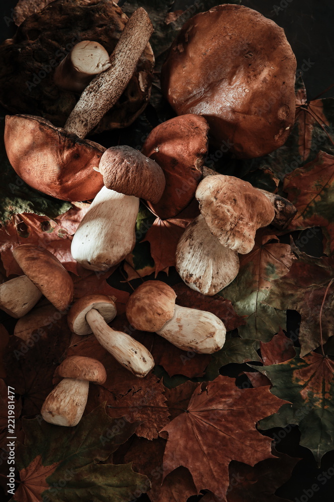 various mushrooms on a black background various mushrooms on a black background