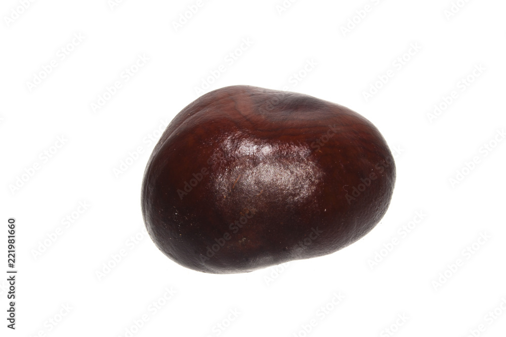 chestnut isolated on white background chestnut isolated on white background