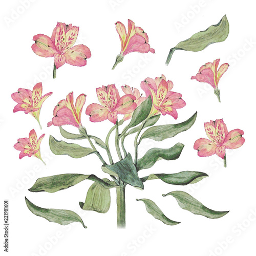 Botanical watercolor illustration of alstroemeria flowers isolated on white background. Could be used as decoration for web design, cosmetics design, package, textile