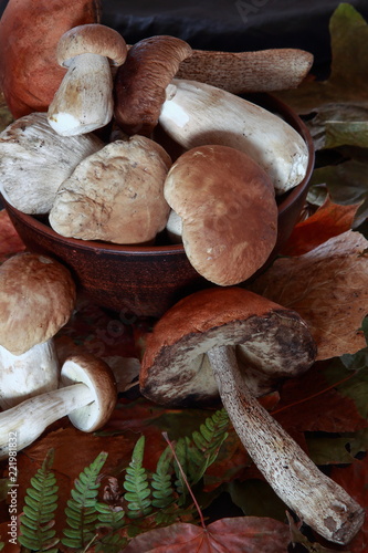 various mushrooms on a black background