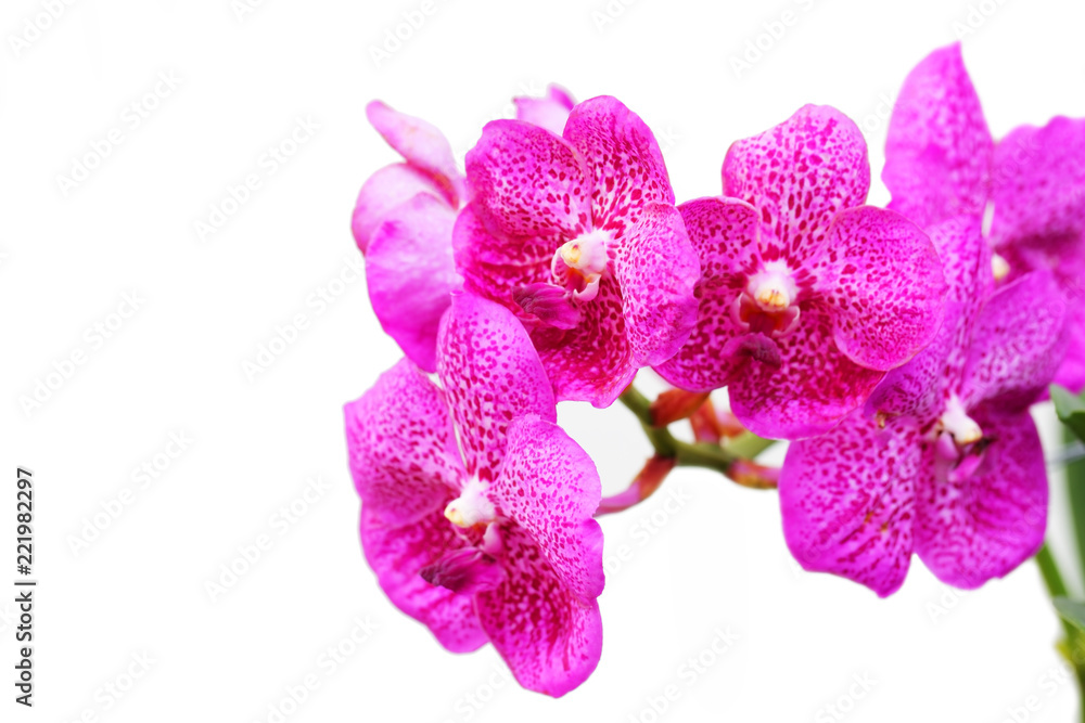 beautiful blooming purple orchid flower isolated on white background.
