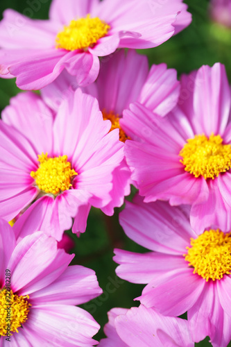 close up of beautiful pink cosmos flower background. © sakhorn38