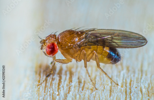 a small fruit fly runs over a table photo