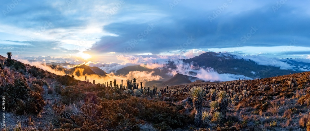 Fototapeta premium Wulkan Tolima w Parku Narodowym Los Nevados z piękną roślinnością frailejones (Espeletia) wyprawa z widokiem z obozu bazowego w Kolumbii
