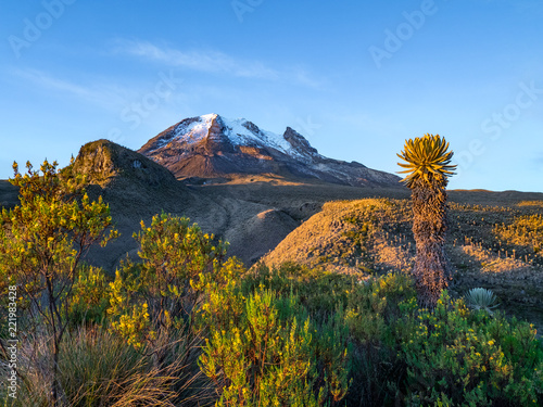 Volcano Tolima in Los Nevados National Park with beatyful vegetation frailejones (Espeletia), Colombia